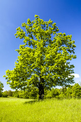 Green pasture, tree, Slovenia, Northern Slovenia
