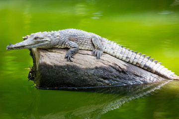 Crocodile Waits For Prey