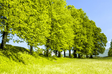 Green pasture, Slovenia, Northern Slovenia