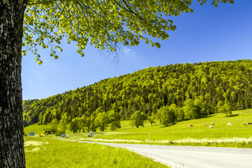 Green pasture, street, Slovenia, Northern Slovenia