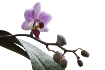 Pink streaked orchid flower, isolated with clipping path