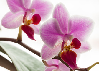 Naklejka na ściany i meble Pink streaked orchid flower