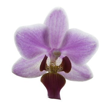 Close up of pink streaked orchid flower, isolated with clipping path
