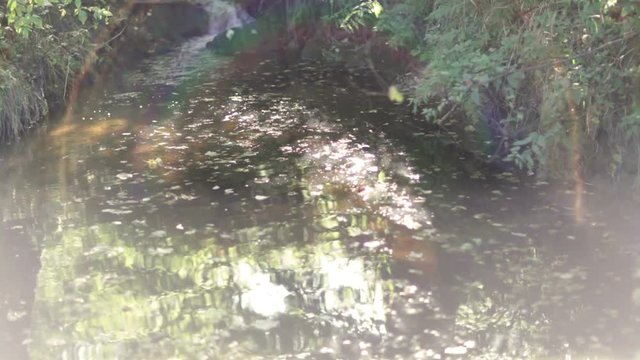river with green leafes and sunlight