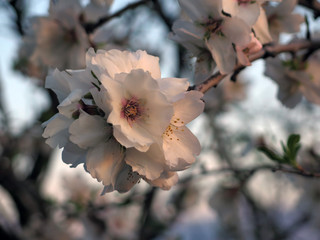 Flower on Almond Tree