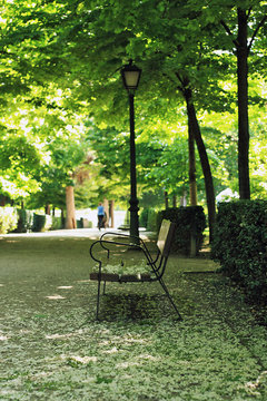Spring in the park