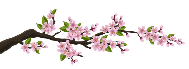 Cherry tree branch with pink flower and green leaf. Illustration for horizontal spring banner and design, isolated on white