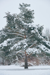 lonely pine tree in the snow