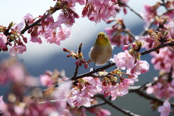 メジロと桜