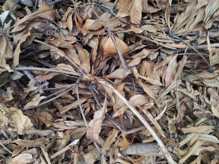 Brown Dry leaf and Twigs on The Ground for background
