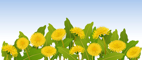 Spring horizontal flower banner with yellow dandelions and green leaf