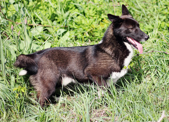 Cheerful mongrel dog among the green grass.