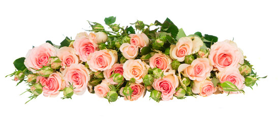 Pink blooming fresh roses row with buds and leaves isolated on white background