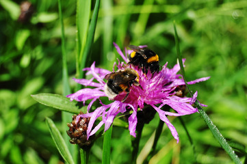 Two bumblebees are collecting nectar on purple cornflower. Macro photo.
