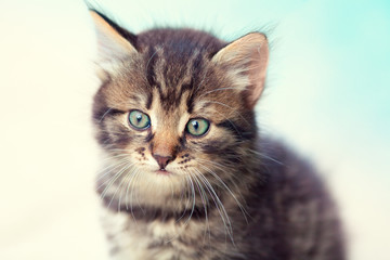 Naklejka na ściany i meble Portrait of cute tabby kitten