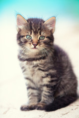 Fototapeta na wymiar Portrait of little kitten outdoor