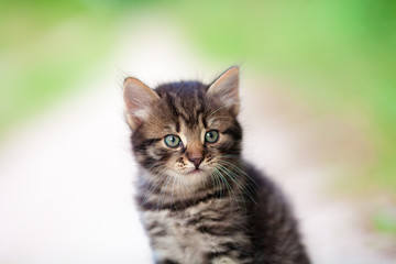 Portrait of little kitten outdoor