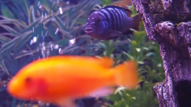 With colored cichlid aquarium. Full HD
