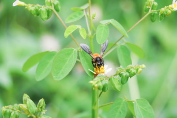 Naklejka premium Bee on white flower collecting pollen suck nectar
