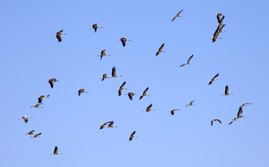 a flock of storks fly in the sky