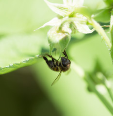 bee on flowers in nature. macro