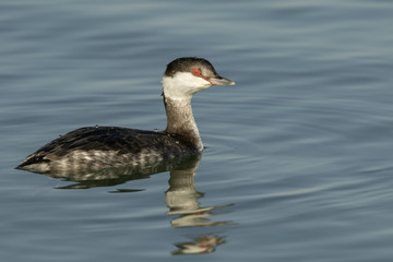 Horned Grebe
