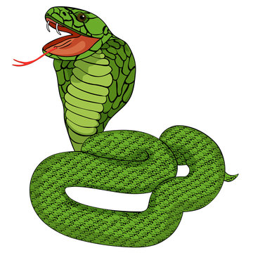 green king cobra with fangs.  illustration
