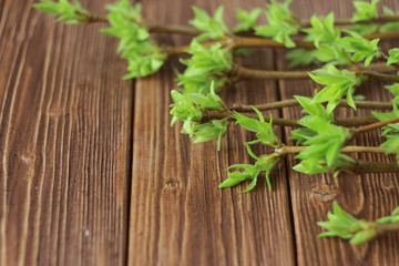 branch with fresh green leaves on a dark wooden table