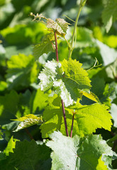 young grapes on nature