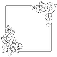 vector monochrome contour sketch of apple flowers and leaves  frame