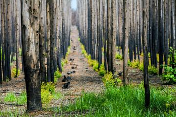 Nach einem Waldbrand in Südafrika