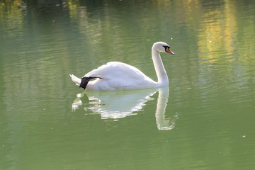 Fototapeta premium white swan on the lake