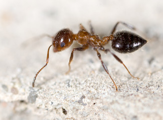 ant on the ground. macro