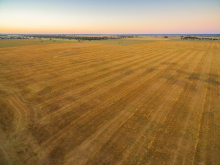 Fototapeta premium Yellow harvested agricultural field at sunset