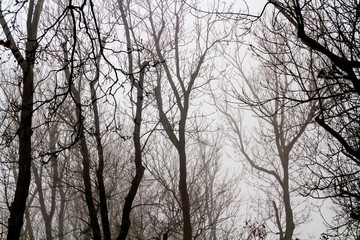 Tree branches with a misty background