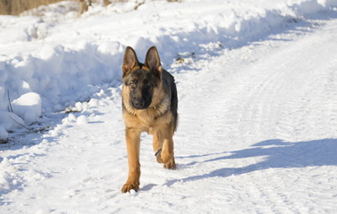 Dog runs in the winter park, selective focus with shallow depth of field.
