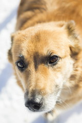 Naklejka na ściany i meble Dog portrait in a winter park, selective focus with shallow depth of field. 