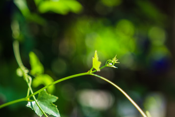 The beauty of the flowers in the garden Soft-focus image