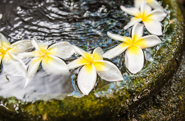 The beauty of the flowers in the garden Soft-focus image