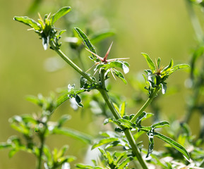 prickly plant in nature