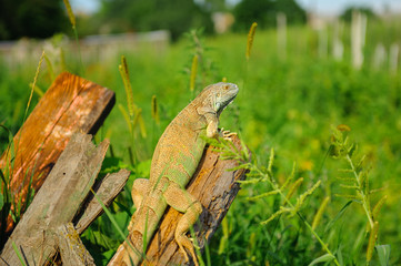 one green iguana lizard rests on a log and heats up in the sun.on summer Meadow