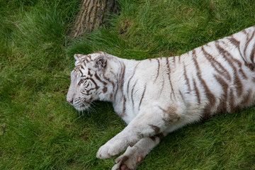 Fototapeta na wymiar Tigre blanc se prélassant dans l'herbe