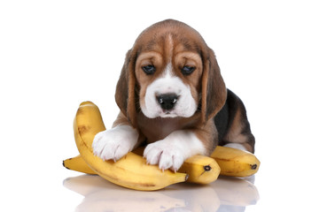 Small beagle puppy with a banana on a white background