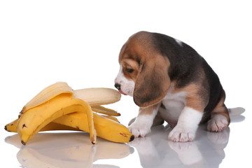 Small beagle puppy with a banana on a white background