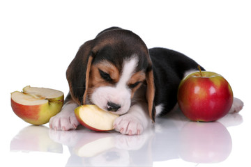 Cute puppy beagle with an apple on a white background