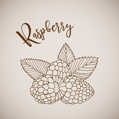 Hand drawn sketch style painting raspberry