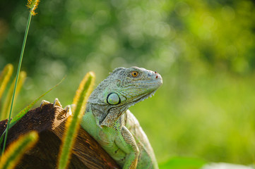one green iguana lizard rests on a log and heats up in the sun.on summer Meadow