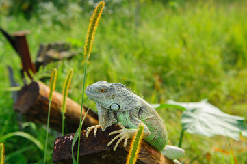 one green iguana lizard rests on a log and heats up in the sun.on summer Meadow
