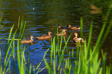 Ducks in a pond