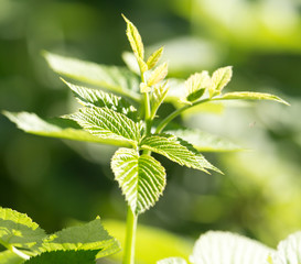 green raspberry leaves in nature